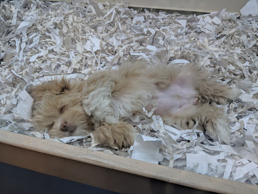 Pet Store «Pet Express», reviews and photos, 250 Granite St, Braintree, MA 02184, USA