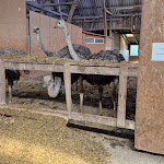 Photo n°19 de l'avis de Addy.d fait le 08/09/2023 à 18:01 sur le  Hofladen Straussenfarm Ostseeblick à Hohenfelde