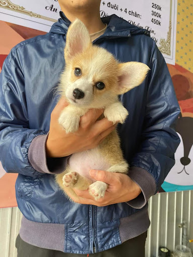 Top 14 cửa hàng cún cưng Huyện Sơn Hà Quảng Ngãi 2022