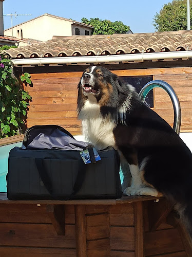 Opinii despre Aide Mon Chien Éducateur canin, consultant en comportement sur Six Fours et alentours în Toulon - Dresseur pour chiens