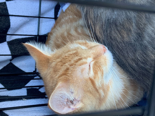 Insurance Agency «Shawn Velez - State Farm Insurance Agent», reviews and photos