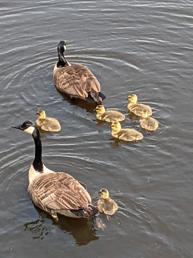 Nature Preserve «Volo Bog», reviews and photos, 28478 W Brandenburg Rd, Ingleside, IL 60041, USA