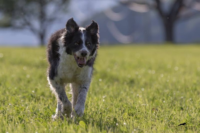 Rezensionen über Dogplus - Hundetraining und Verhaltensberatung in Bulle - Hundeschule
