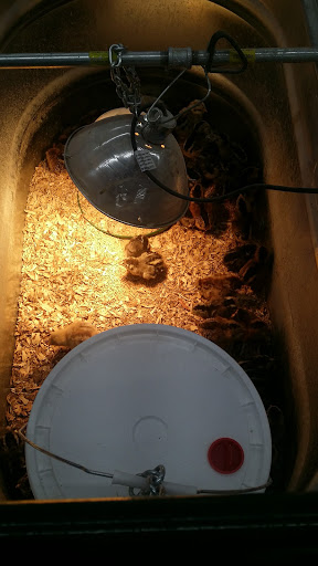 Department Store «Rural King», reviews and photos, 127 S Memorial Dr, New Castle, IN 47362, USA