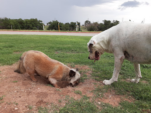 Pet Supply Store «PetSmart», reviews and photos, 6046 Marsha Sharp Fwy, Lubbock, TX 79407, USA