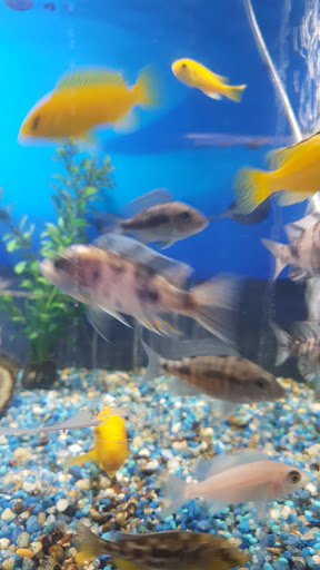 Tropical Fish Store «Delta Pet Center LLC», reviews and photos, 1370 Corporate Square Blvd, Slidell, LA 70458, USA