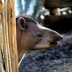 Photo n° 39 de l'avis de Hicio.P fait le 28/02/2024 à 20:32 pour ZooParc de Beauval à Saint-Aignan