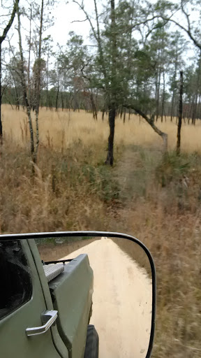 National Forest «Ocala National Forest», reviews and photos, 40929 FL-19, Umatilla, FL 32784, USA