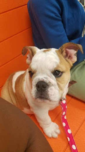 Pet Supply Store «PetSmart», reviews and photos, 8660 Airline Hwy, Baton Rouge, LA 70815, USA