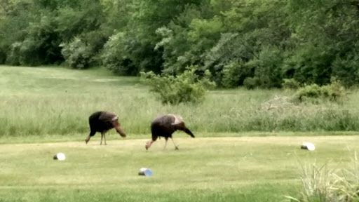 Public Golf Course «Rouge Park Golf Course», reviews and photos, 11701 Burt Rd, Detroit, MI 48228, USA