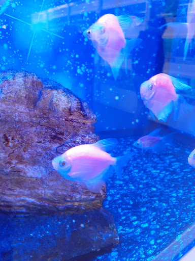 Pet Supply Store «Petco Animal Supplies», reviews and photos, 2765 Papermill Rd G-1, Reading, PA 19610, USA