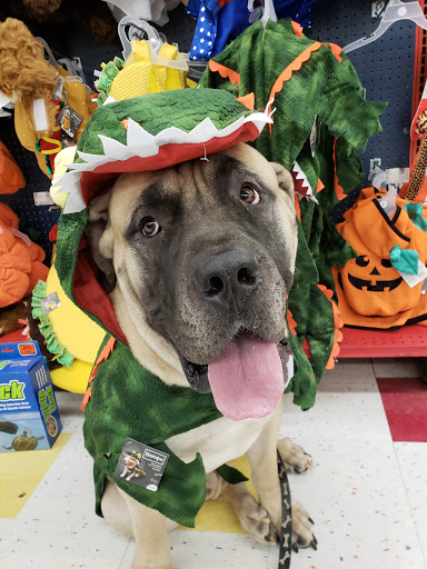 Pet Supply Store «Pet Supplies Plus», reviews and photos, 531 Monroe Ave, Rochester, NY 14607, USA
