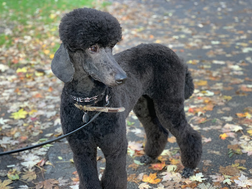 Pet Groomer «Brookline Grooming & Pet Supplies», reviews and photos, 146 Harvard St, Brookline, MA 02446, USA