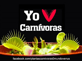 Plantas Carnívoras Mundo Venus Perú