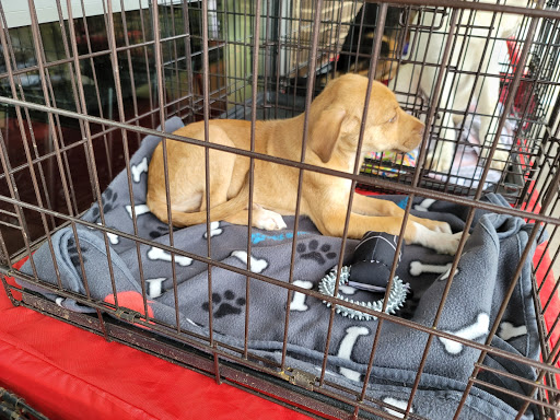 Pet Supply Store «Petco Animal Supplies», reviews and photos, 2241 Porter Creek Dr, Fort Worth, TX 76177, USA