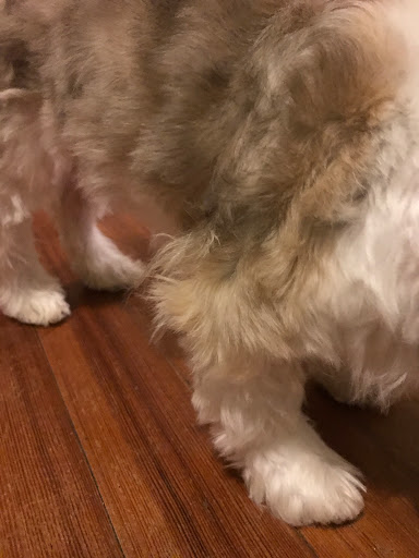 Pet Groomer «Sandy Paw Pet Spa & Boutique», reviews and photos, 44 Woodside Ave, Winthrop, MA 02152, USA