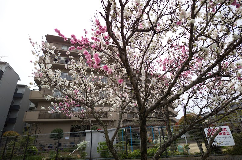 錦綾町とうだいぐさ公園