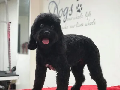 Reviews of Absolutely Barking Dog Grooming Studio in Doncaster - Dog trainer