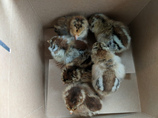 Animal Feed Store «Argyle Feed Store», reviews and photos, 1842 FM407, Argyle, TX 76226, USA