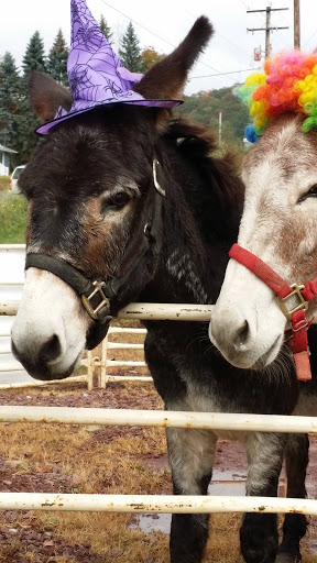 Pet Supply Store «P & D Pet Supply», reviews and photos, 79 N Mountain Blvd, Mountain Top, PA 18707, USA