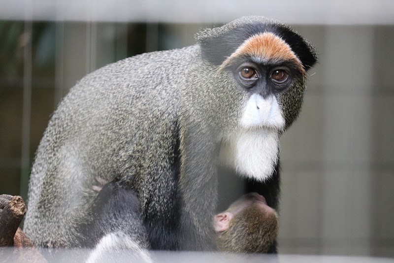 モンキーゾーン（千葉市動物公園）