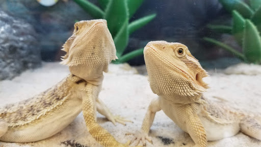 Pet Supply Store «Petco Animal Supplies», reviews and photos, 8161 Beverly Blvd, Los Angeles, CA 90048, USA