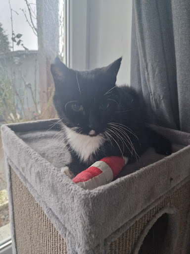 Kleintierpraxis Dr. Heilmann unter Bargteheide, 