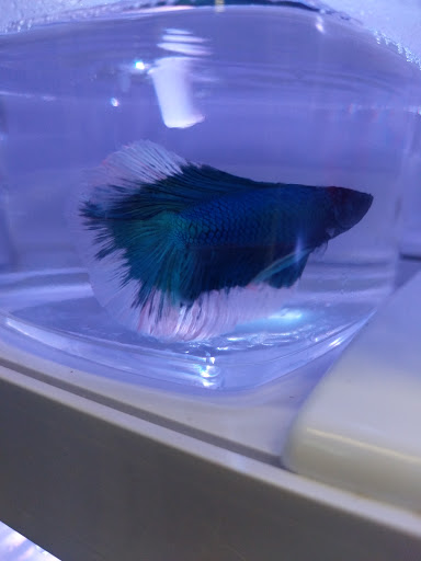 Pet Supply Store «Pet Supermarket», reviews and photos, 1790 SE Port St Lucie Blvd, Port St Lucie, FL 34952, USA