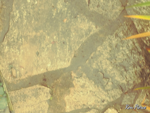 Pet Supply Store «Copper Creek Mercantile», reviews and photos, 4415 River Rd N, Keizer, OR 97303, USA