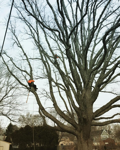 Tree service Sterling Heights