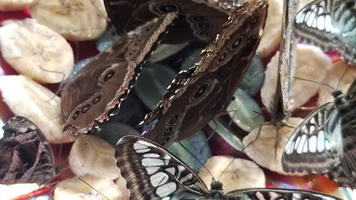 Book Store «Antigone Books», reviews and photos, 411 N 4th Ave, Tucson, AZ 85705, USA