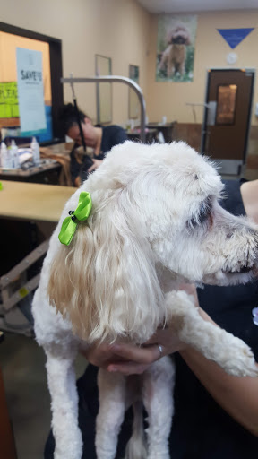 Pet Supply Store «PetSmart», reviews and photos, 4824 211th St, Matteson, IL 60443, USA