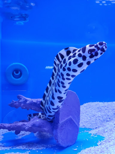 Tropical Fish Store «Optimum Aquarium», reviews and photos, 840 Ernest W Barrett Pkwy NW #700, Kennesaw, GA 30144, USA