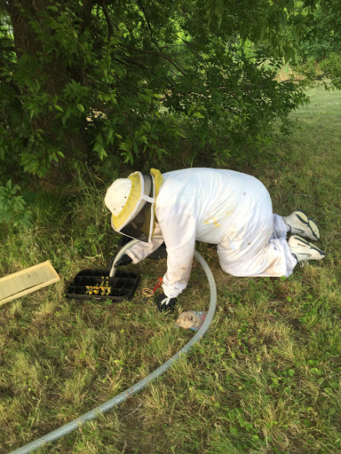 TrigBees Bee Removal