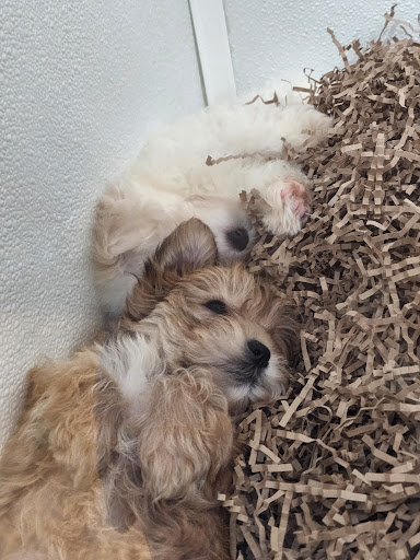 Pet Store «Puppy City», reviews and photos, 3343 Valley Pike, Winchester, VA 22602, USA