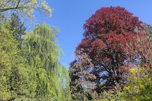 Arboretum Bílá Lhota image