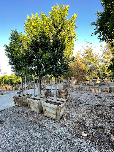 Garden Center «Moon Valley Nurseries West Valley / Avondale», reviews and photos, 11320 W Indian School Rd, Avondale, AZ 85323, USA