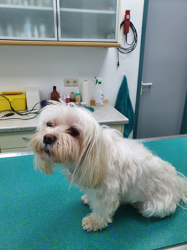 Lison Jan Dr.med.vet. vet unter Bottrop, Nordrhein-Westfalen