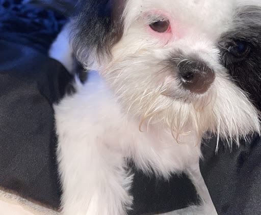 Pet Supply Store «The Dog House», reviews and photos, 4237 S Alameda St, Corpus Christi, TX 78412, USA