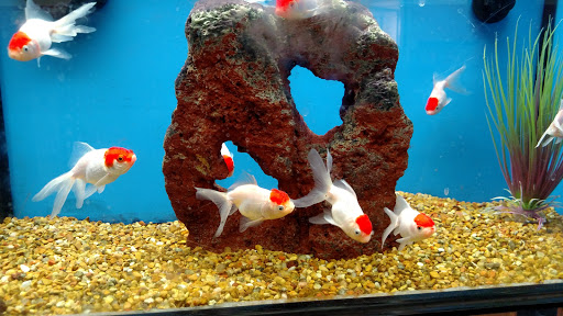 Pet Supply Store «Petco Animal Supplies», reviews and photos, 16434 N Marketplace Blvd, Nampa, ID 83651, USA