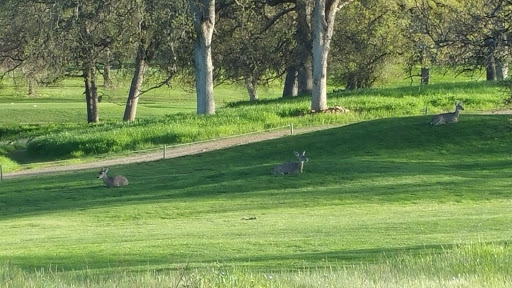 Public Golf Course «Bidwell Park Golf Course», reviews and photos, Golf Course Rd, Chico, CA 95973, USA
