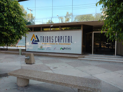 Tribus Capital S.L.P.