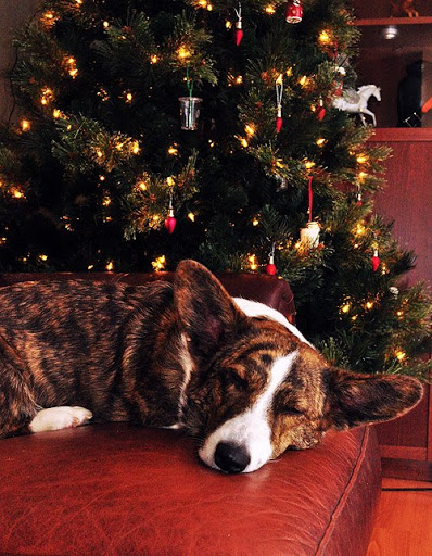 Pet Store «Paws & Fins Pet Shop», reviews and photos, 360 Tormey Ln NE, Bainbridge Island, WA 98110, USA