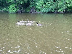 Lake Accotink Park - photo 42