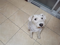 Allure Pet Spa - Photo 3 - Car repair in Fort Lauderdale, FL, Fort Lauderdale