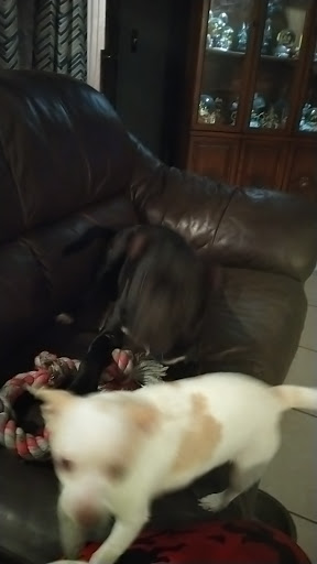 Pet Supply Store «Pet Supermarket», reviews and photos, 7822 Gall Blvd, Zephyrhills, FL 33541, USA