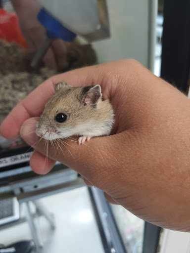 Pet Supply Store «Petco Animal Supplies», reviews and photos, 1209 New Brunswick Ave, Phillipsburg, NJ 08865, USA