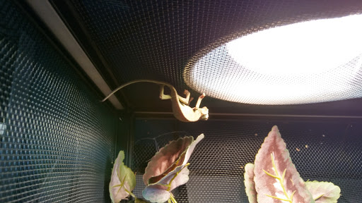 Pet Store «Petland», reviews and photos, 2123 Old Hudson Rd, St Paul, MN 55119, USA