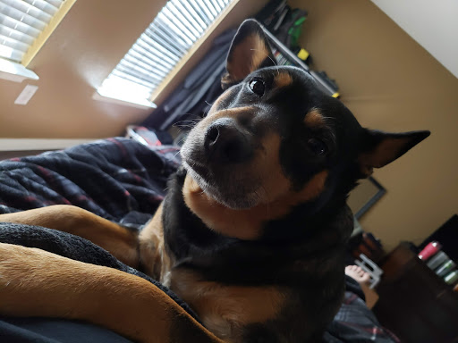 Pet Store «Natural Pawz - Pinecroft», reviews and photos, 1580 Lake Woodlands Dr, The Woodlands, TX 77380, USA