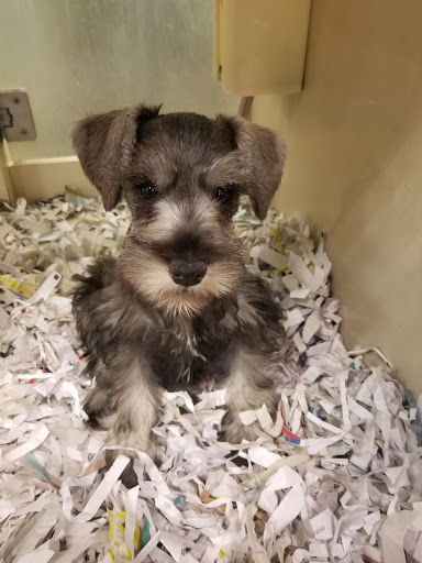 Pet Store «Barkworks», reviews and photos, 1118 Galleria At Tyler, Riverside, CA 92503, USA